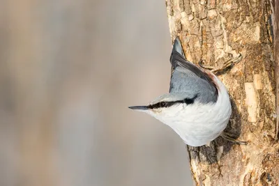 Фотография Обыкновенная пищуха (Certhia familiaris) Птицы западного Кавказа  | Фотобанк ГеоФото/GeoPhoto | GetImages Group