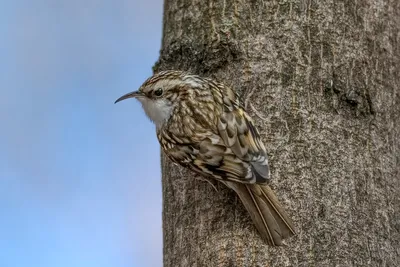 Обыкновенная пищуха - eBird