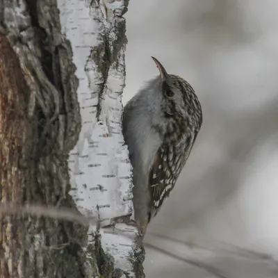 В Новосибирске заметили мелких птиц, которые бегают по стволам деревьев - 6  февраля 2019 - НГС