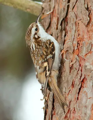 Пищуха (Certhia familiaris). Птицы России.