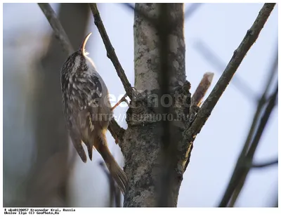 Обыкновенная пищуха (Certhia familiaris). Птицы Сибири.