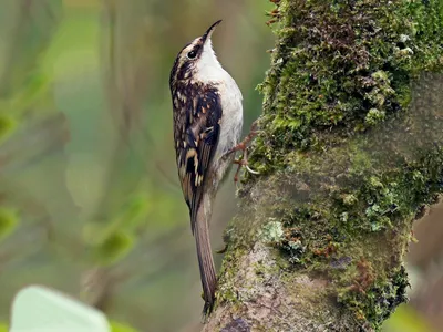 Пищуха (Certhia familiaris). Птицы Европейской России.