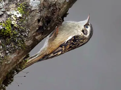 Пищуха (Certhia familiaris). Фотогалерея птиц. Фотографии птиц России,  Беларуси, Украины, Казахстана, Таджикистана, Азербайджана.