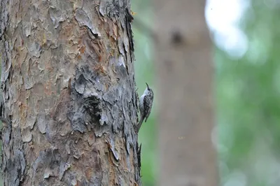 Обыкновенная пищуха Certhia familiaris / Eurasian treecreeper - YouTube