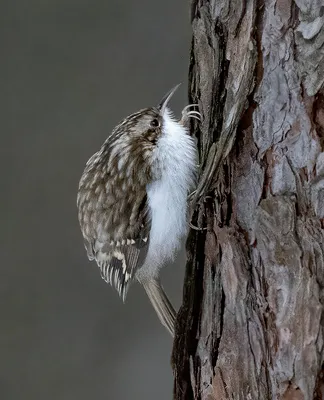 Обыкновенная пищуха / Certhia familiaris птица фото голос