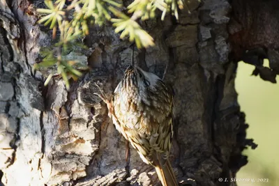 ФотоБлог Торгачкин Игорь Петрович © Igor Torgachkin: Пищуха / Certhia  familiaris / Common Treecreeper