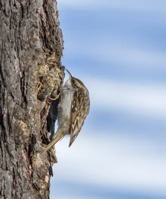 Сычуаньская пищуха - eBird