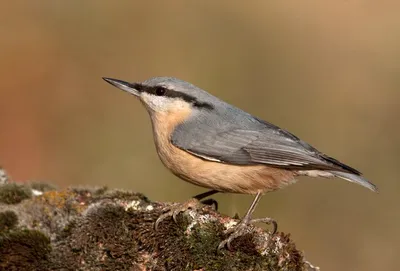 Фотогалерея - Птицы (Aves) - Обыкновенный поползень (Sitta europaea) -  Природа Республики Мордовия