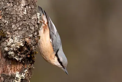 Поползень (Sitta europaea). Птицы Беларуси.