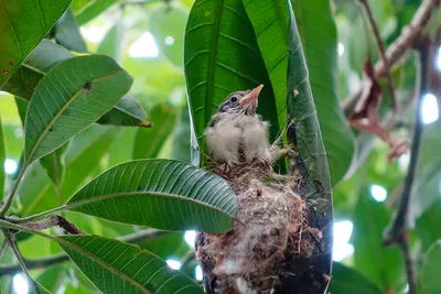 GISMETEO: Cлавка-портниха: птица, которая шьет себе гнездо - Животные |  Новости погоды.