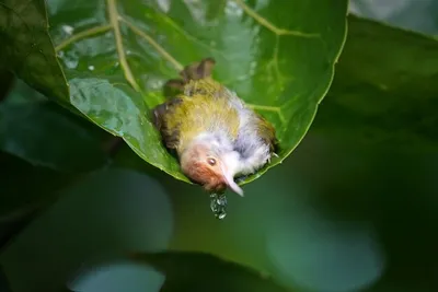 птица-портной в цветочных горшках Стоковое Изображение - изображение  насчитывающей красивейшее, зеленый: 259543853