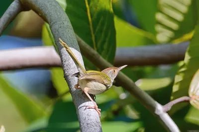 Птица-портной с оливковой спинкой отдыхает на зеленых листьях | Премиум Фото