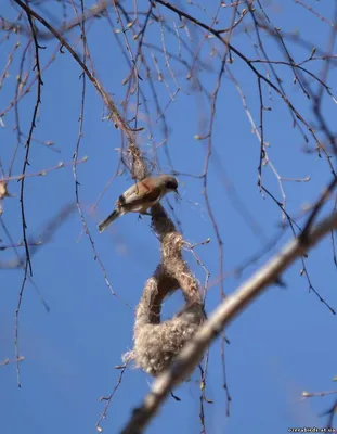 Птица-портной с оливковой спинкой отдыхает на зеленых листьях | Премиум Фото