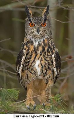 Обыкновенный фи́лин (лат. Bubo bubo, ст.-рус. пугач)-хищная птица из  сем.совиных. Наиболее характерные черты в… | Photo de hibou, Animaux  adorables, Hibou grand duc