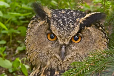 Ненаглядный мой / Филин обыкновенный (Европейский филинпугач) Bubo bubo  Eagle Owl (англ)