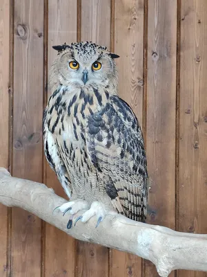 Файл:Spot-bellied Eagle-Owl by N.A. Nazeer.jpg — Википедия