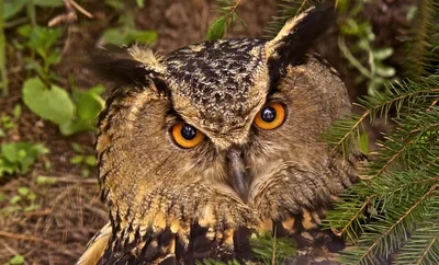 Глаза в глаза / Филин обыкновенный (Европейский филинпугач) Bubo bubo Eagle  Owl (англ)