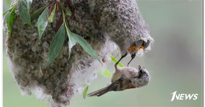Птицы НСО | Обыкновенный ремез – Remiz pendulinus