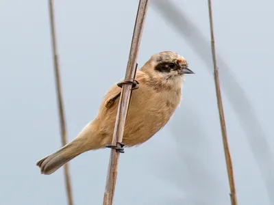 Ремез Remiz pendulinus Penduline Tit