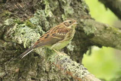 Обыкновенный ремез - eBird