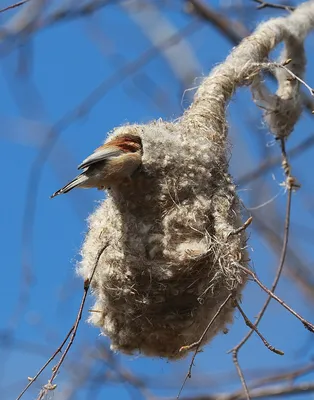 Овсянка-ремез (Ocyris rusticus). Птицы Европейской России.