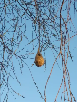 Обыкновенный ремез - eBird