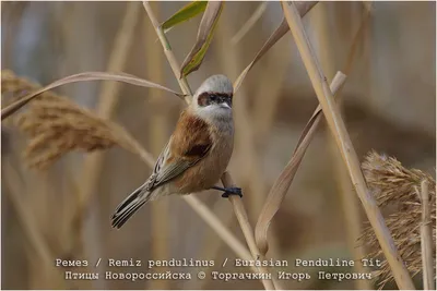 Китайский ремез - eBird