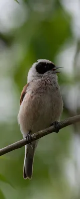 Выводок ремеза (Remiz pendulinus) в Поддорском районе Новгородской области  · iNaturalist