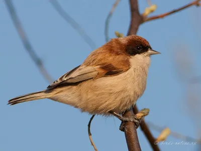 Овсянка-ремез Emberiza rustica - Красная книга России.