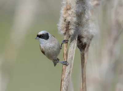 Венценосный ремез - eBird