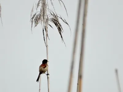 Китайский ремез - eBird