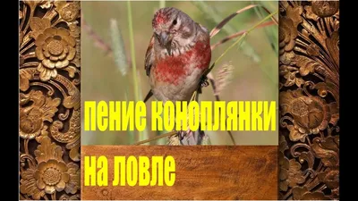 ПЕНИЕ КОНОПЛЯНКИ РЕПОЛОВА(Acanthis [Carduelis] cannabina) - YouTube