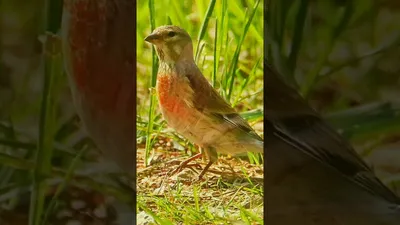 Коноплянка - Реполов. (Carduelis cannabina) pardillo cantando. - YouTube