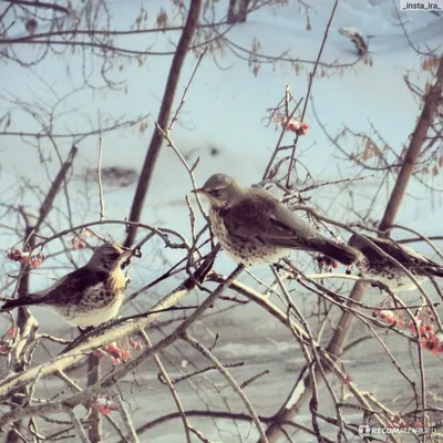 Дрозд Рябинник - «Милая птичка - пока рябинка! (с фото)» | отзывы