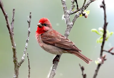 лесные певчии птицы в Златоусте от 350 руб. на Bird1.Ru