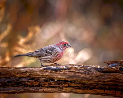 Коноплянка (лат. Carduelis cannabina)