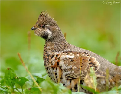 News | Рябчик | Фотографии природы и птиц Сахалина