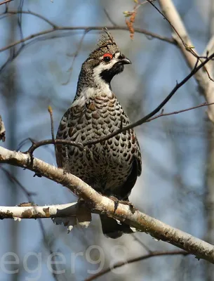 Hazel grouse in autumn. (Рябчик осенью) - YouTube