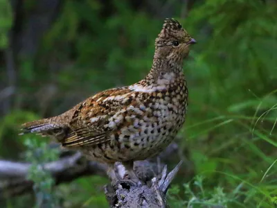 Рябчик (Tetrastes bonasia). Птицы Сибири.