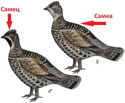 File:Рябчик - птица из рода рябчиков, подсемейства тетеревиных, семейства  фазановых отряда курообразных.jpg - Wikimedia Commons