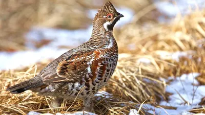 Рябчик (Tetrastes bonasia). Птицы Европейской России.