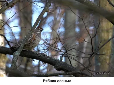 Рябчик (Tetrastes bonasia). Птицы Дальнего Востока России.