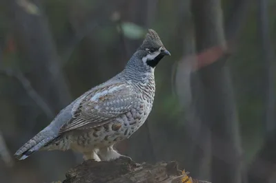 Рябчик - почти певчая птица - Приокско-Террасный государственный природный  биосферный заповедник