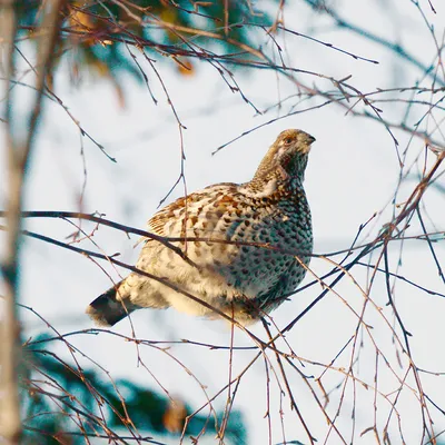 Фотолюбитель - #рябчик #птицысибири #сибирь #природа #birdstagram #birds  #красиво #птица #nikonphotography #vsco #bird #nikond750 #nikon #d750  #macro #amazing #beautiful #nikonphoto #nature #birdwatching #зима #winter  #nature_perfection #vscorussia ...