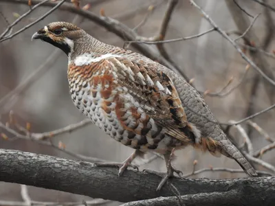 Рябчик (Tetrastes bonasia). Птицы Беларуси.