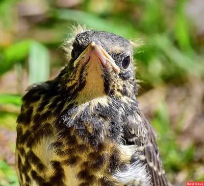 Дрозд-рябинник (Turdus pilaris)