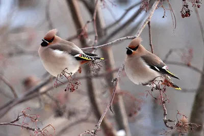 Дрозд-рябинник (Turdus pilaris)