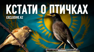 Урок чистоты – береги природу. \"Покормите птиц зимой\"