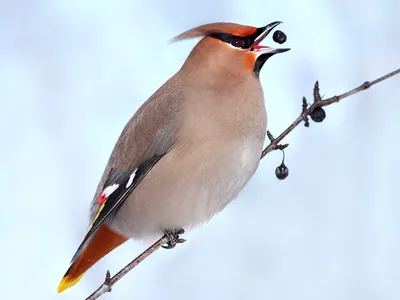 Степная птица с хохолком - 65 фото
