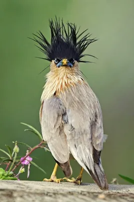 Зимняя птица с хохолком - красивые фото